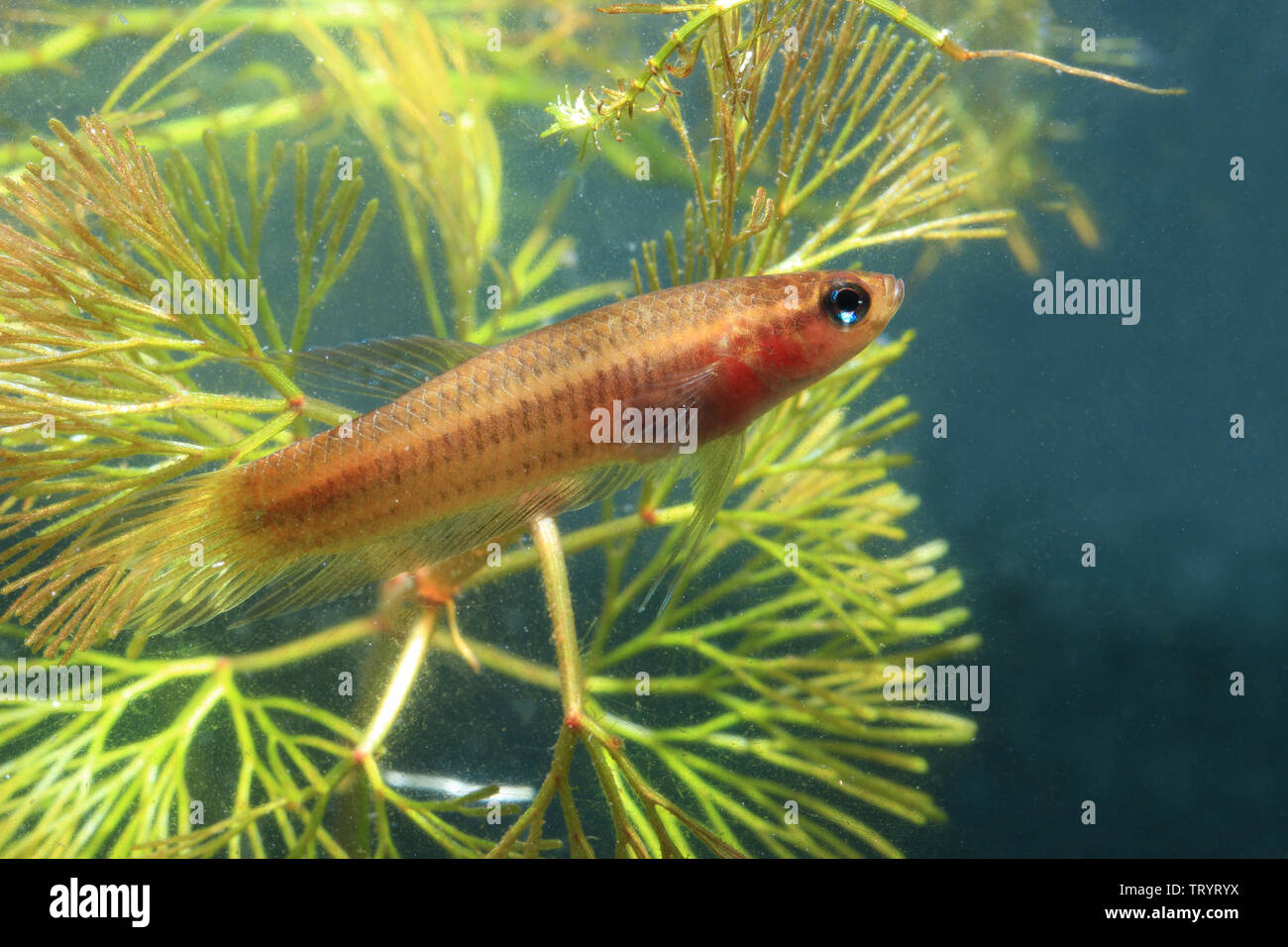 Betta livida, geloso Betta Foto Stock