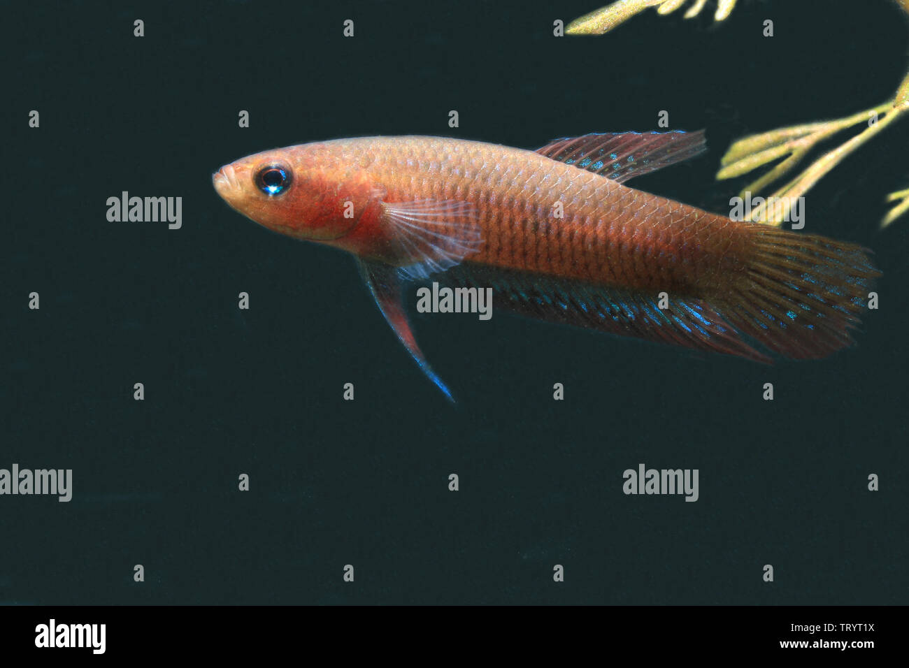 Betta livida, geloso Betta Foto Stock