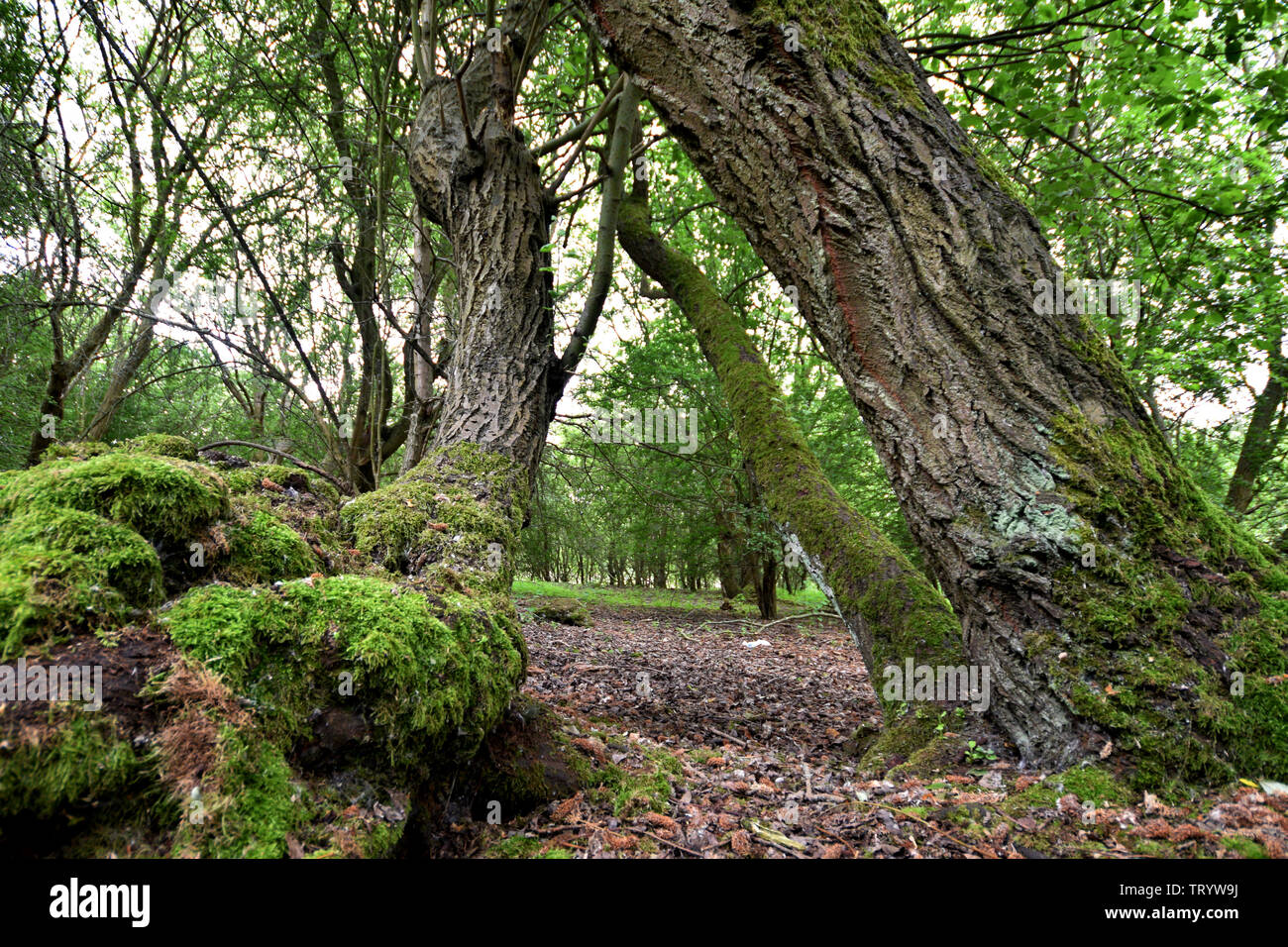 Foreste Foto Stock