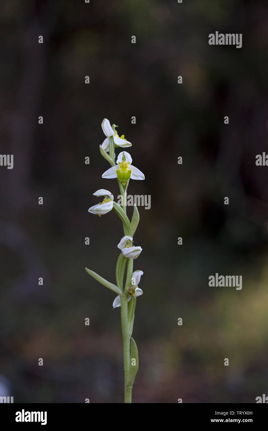 Bee Orchid (Ophrys apifera var. chlorantha) Cipro Foto Stock