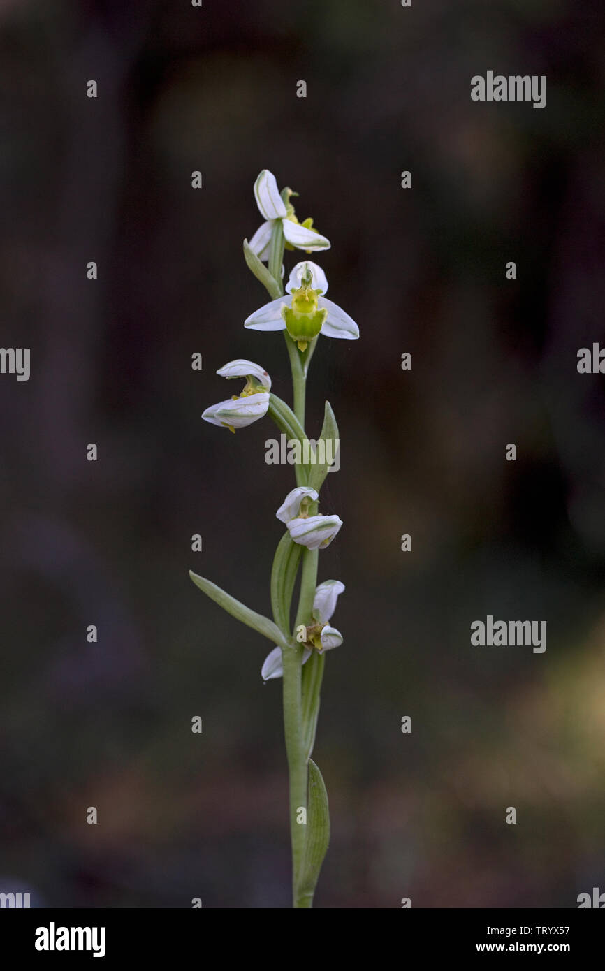 Bee Orchid (Ophrys apifera var. chlorantha) Cipro Foto Stock