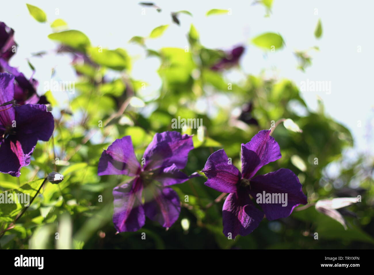 Viola la clematide fiori e bella luce estiva nel villaggio giardino Foto Stock