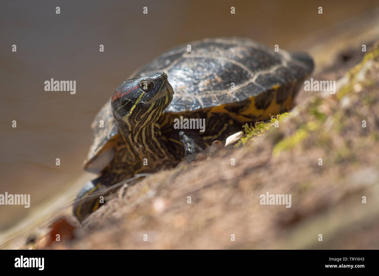 Red Eared Slider Turtle ( Trachemys scripta elegans ) Foto Stock