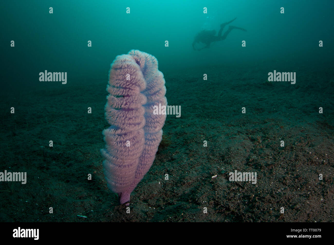 Un viola mare catture penna plancton man mano che cresce al di fuori di un pendio di sabbia nel Parco Nazionale di Komodo, Indonesia. Le penne di mare sono spesso trovati a Sandy habitat. Foto Stock