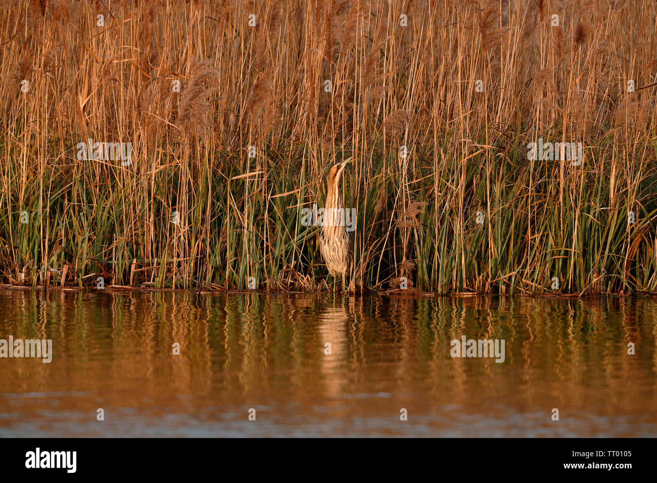 Tarabuso - London Wetlands Centre WWT - Londra Foto Stock
