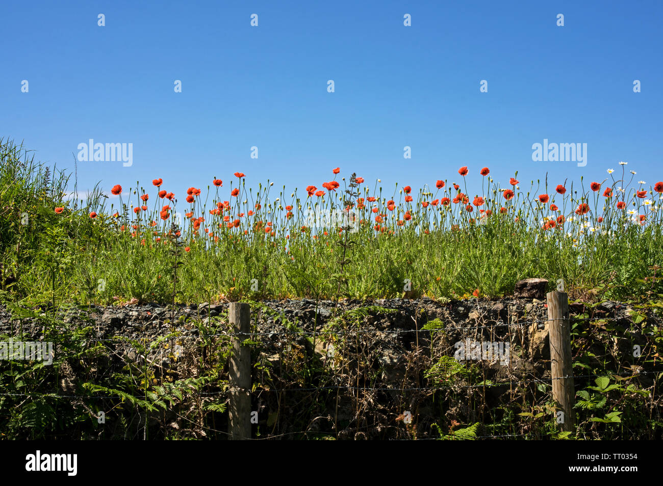 Uno di diverse varietà selvatiche di papavero, questi cresce su terreno disturbati. Foto Stock