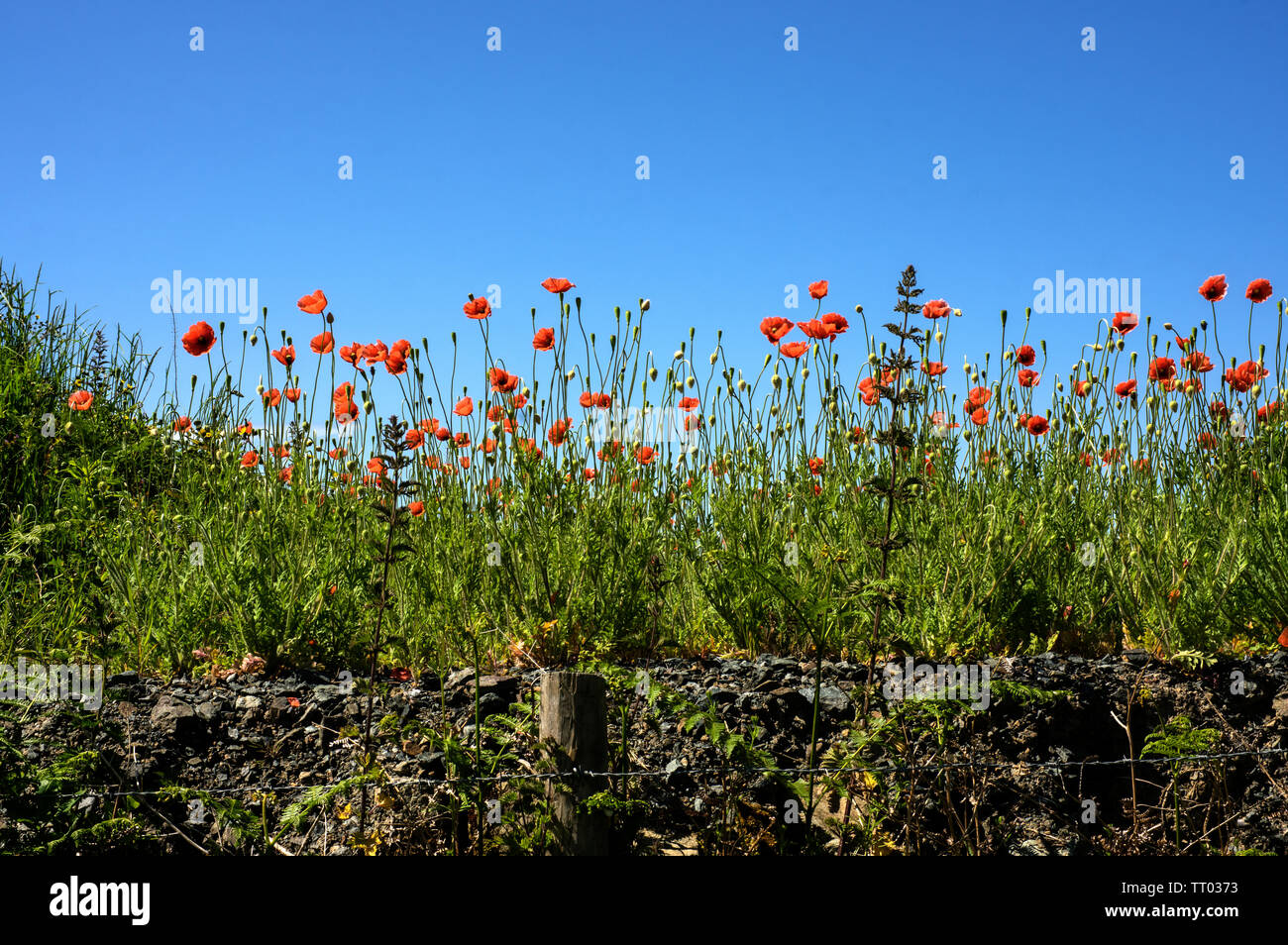 Uno di diverse varietà selvatiche di papavero, questi cresce su terreno disturbati. Foto Stock