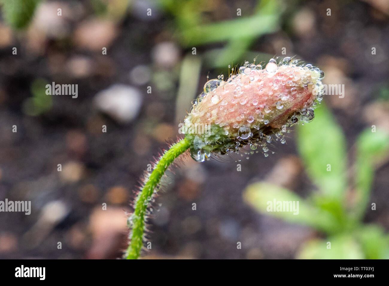 Un sacco di goccioline di acqua visto su questo germoglio di fiore dopo la pioggia. Foto Stock