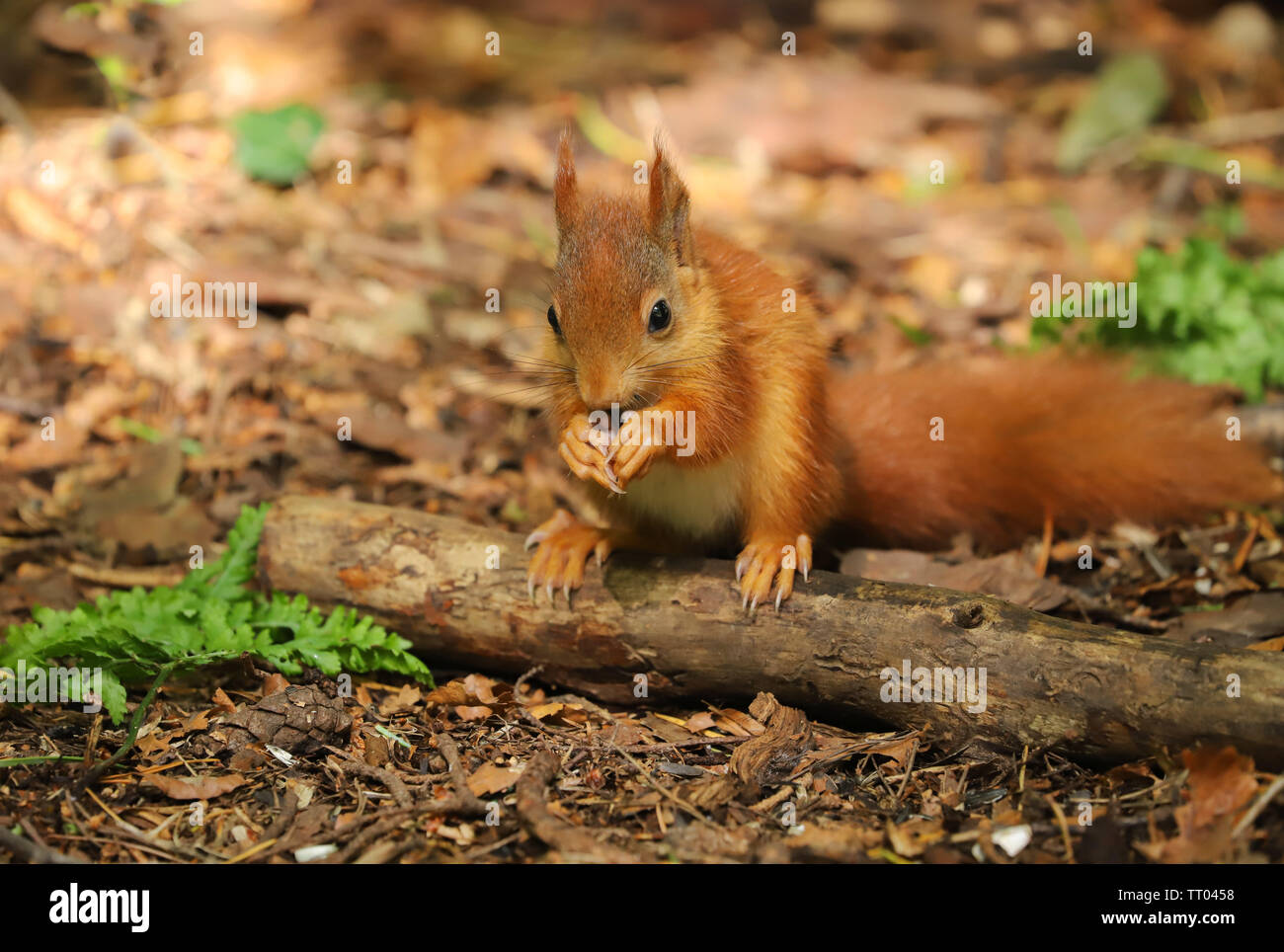 Un simpatico baby Red scoiattolo (Sciurus vulgaris). Preso in tarda primavera sull isola di Angelsey nel Galles del Nord, Regno Unito Foto Stock