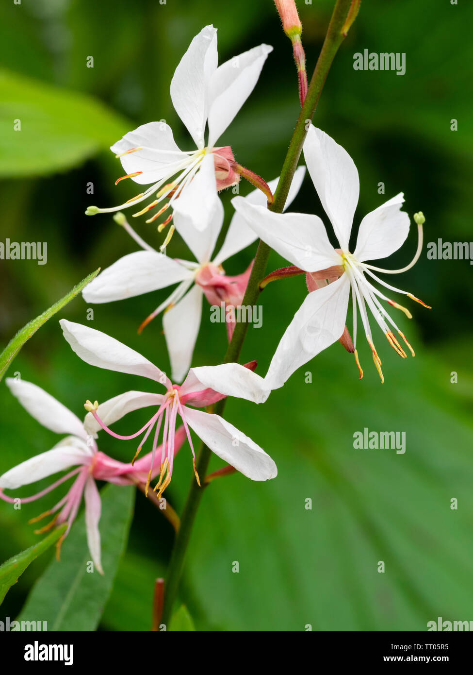 Fiori bianchi di Hardy, estate perenne fioritura, Gaura lindheimeri 'Whirling Farfalle' Foto Stock