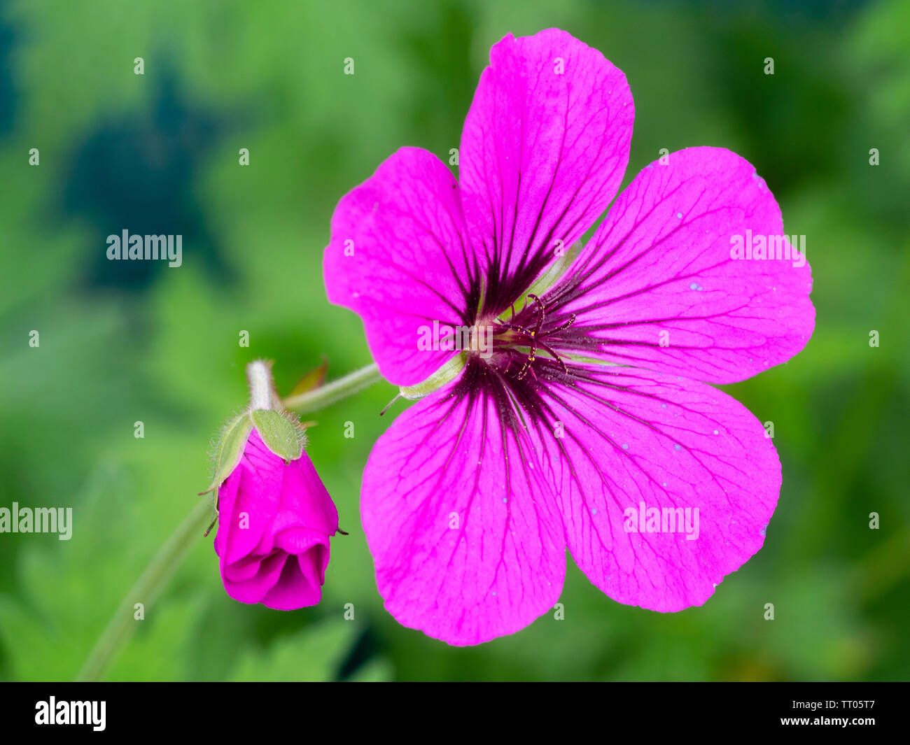 Rosa luminoso fiori e bocciolo di apertura s della lunga sterile di fioritura Geranium psilostemon ibrido, geranio 'Patricia' Foto Stock
