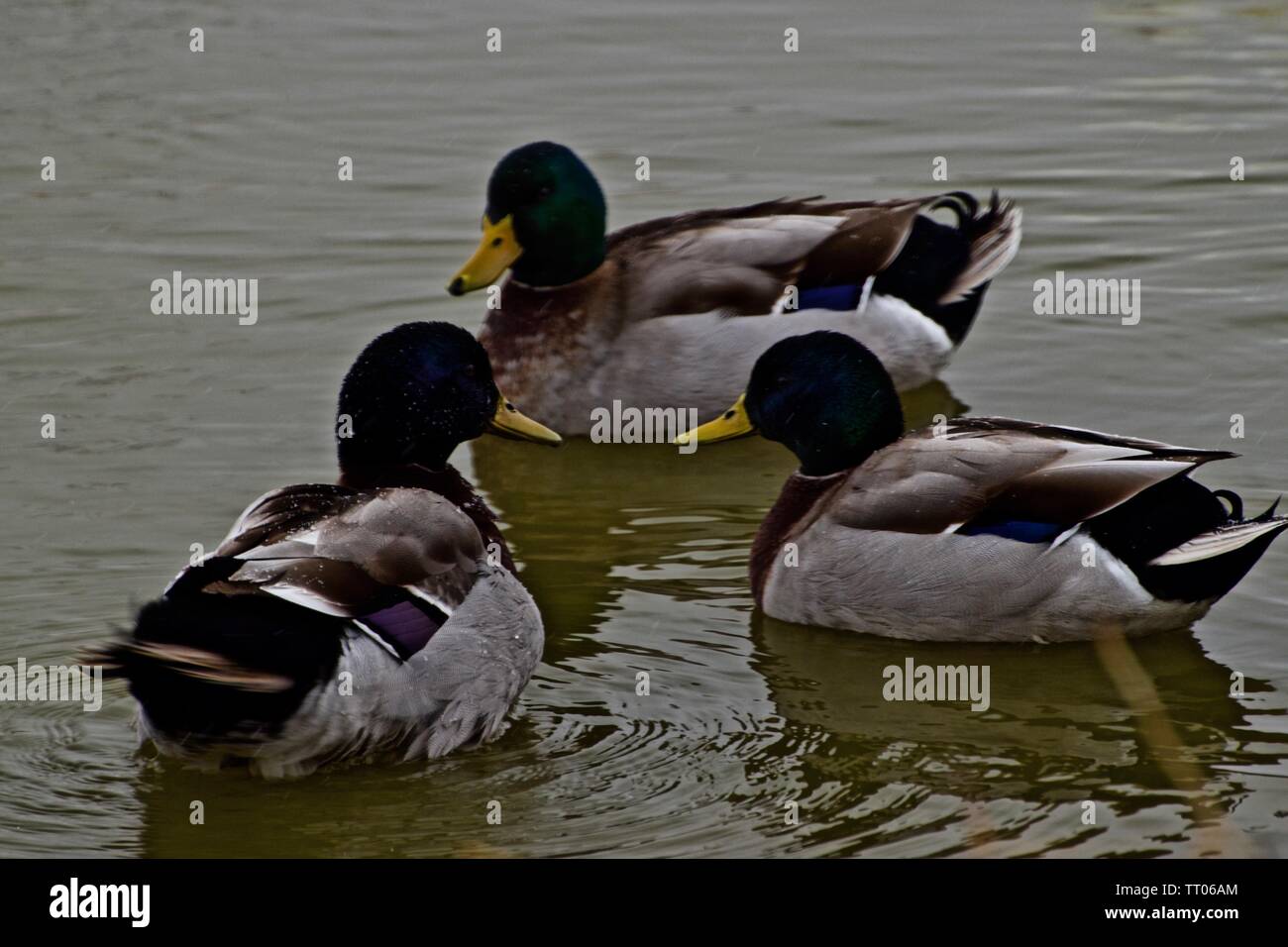 oche Foto Stock