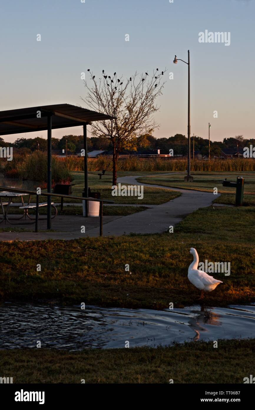 Tame Duck a Picnic, Lindsey City Park, Canyon, Texas. Foto Stock