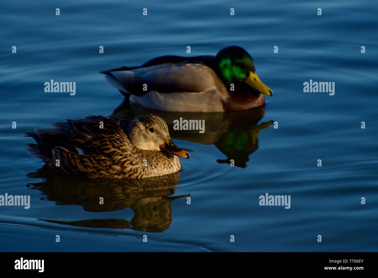 oche Foto Stock