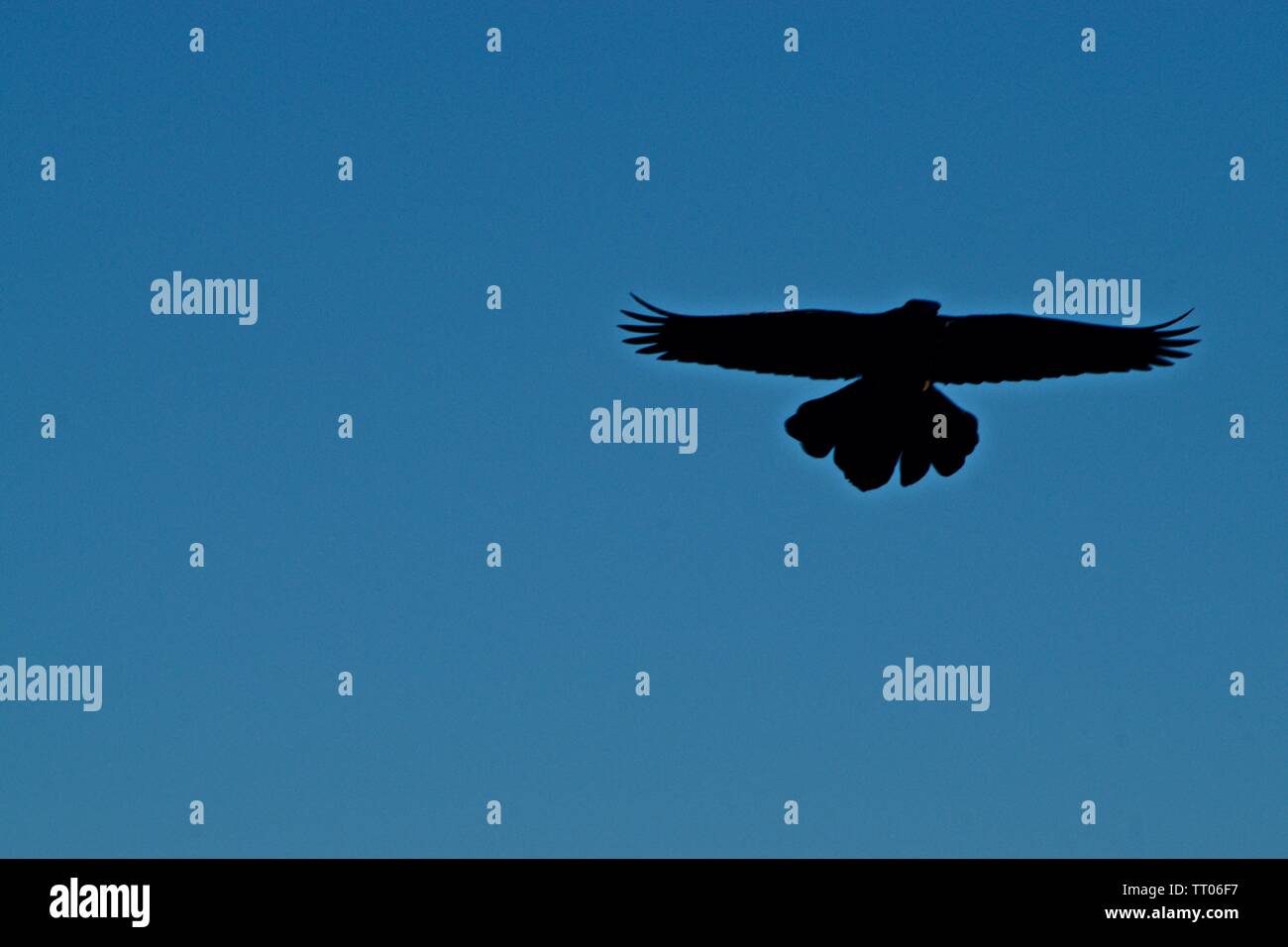Grackle Black-Tailed, Canyon, Texas Foto Stock