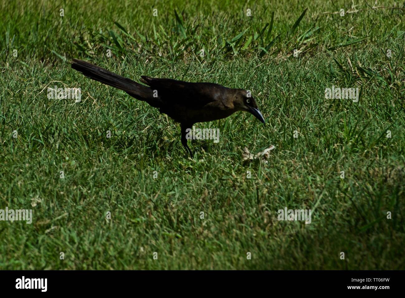 Grackle Black-Tailed, Canyon, Texas Foto Stock