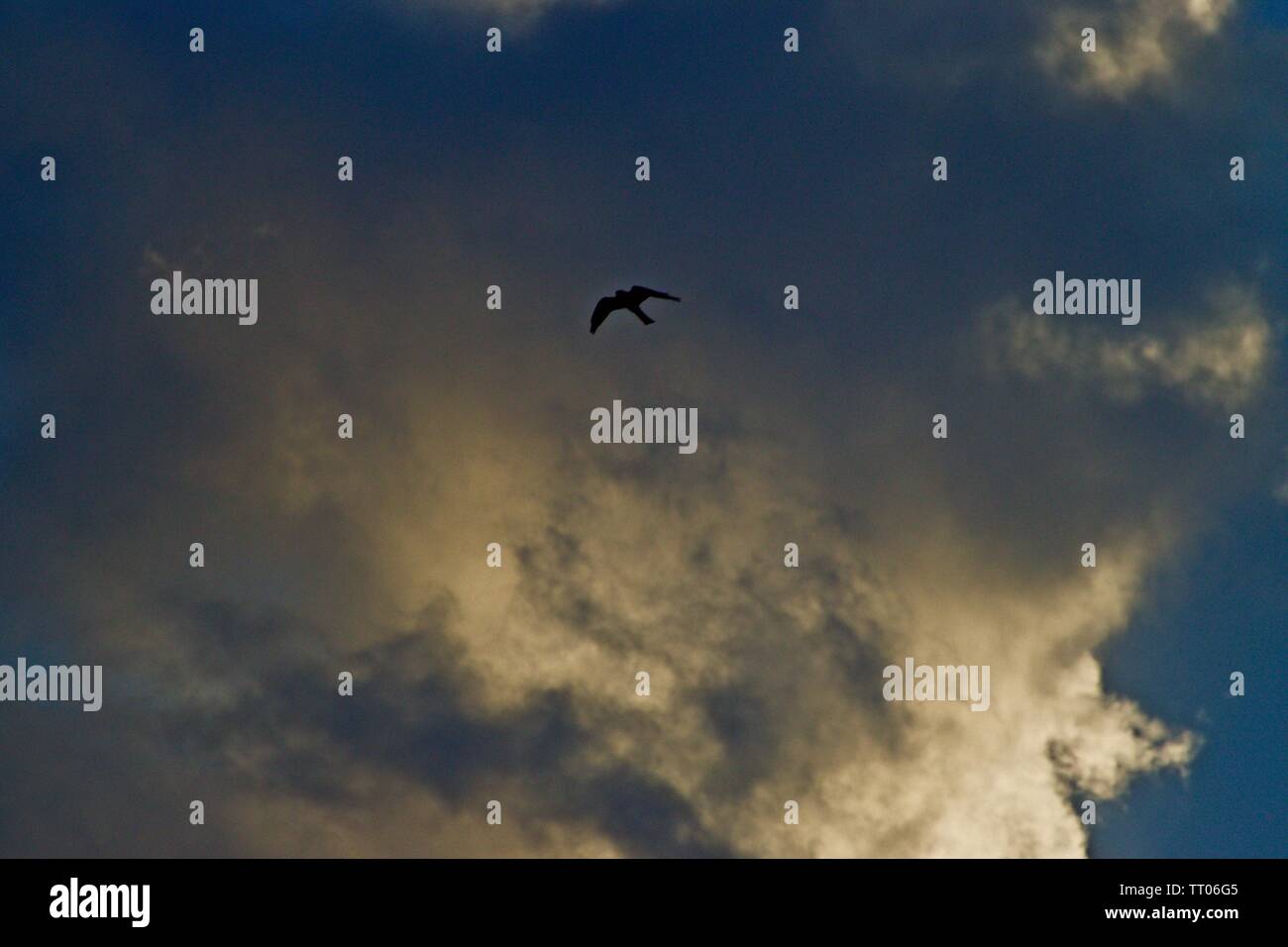 La Mississippi Kite soaring sotto le nuvole, Canyon, Texas. Foto Stock