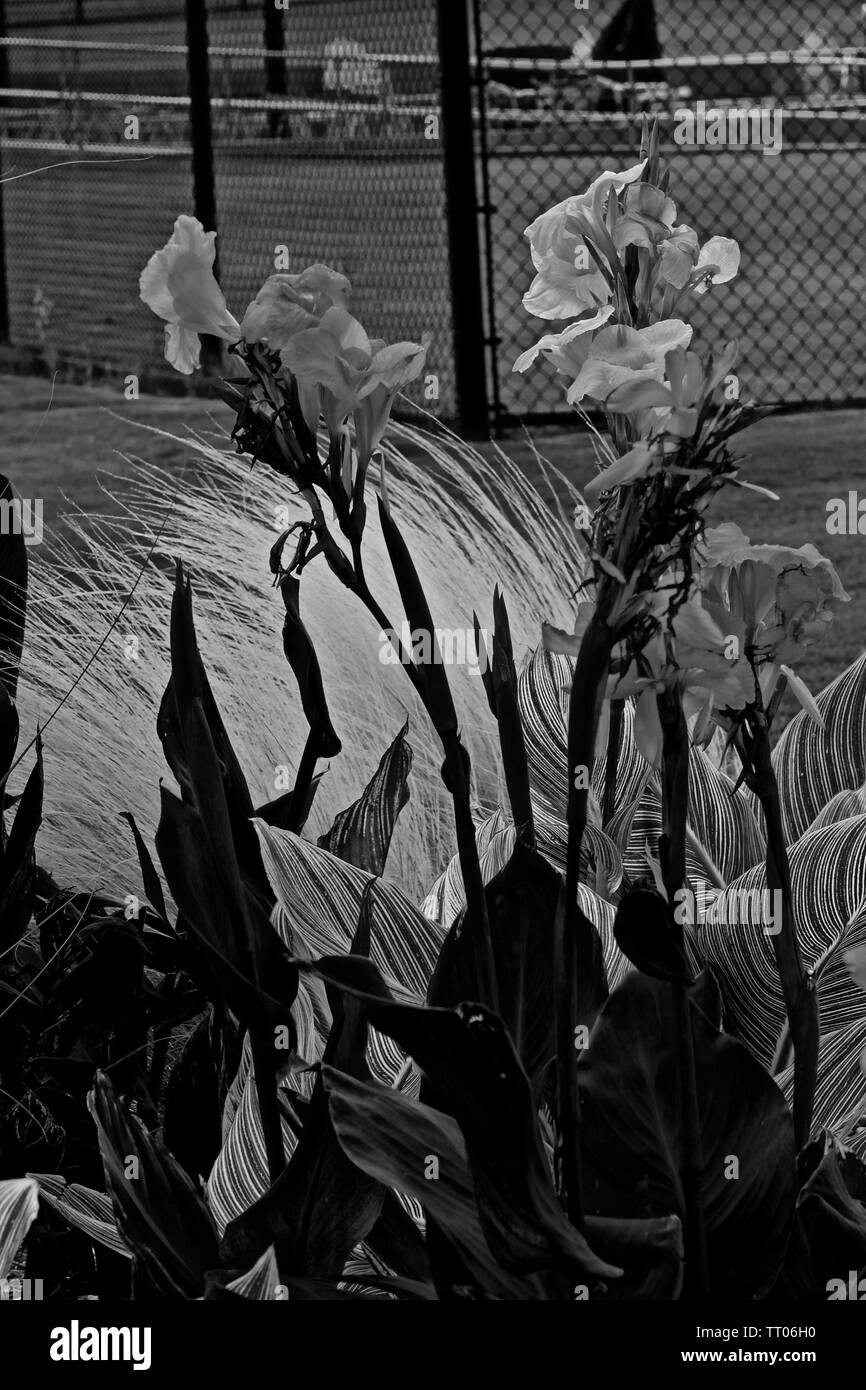 Iris fiorisce nella città di Canyon, Texas pubblico Acqua Park Gardens, Canyon, Texas. Foto Stock