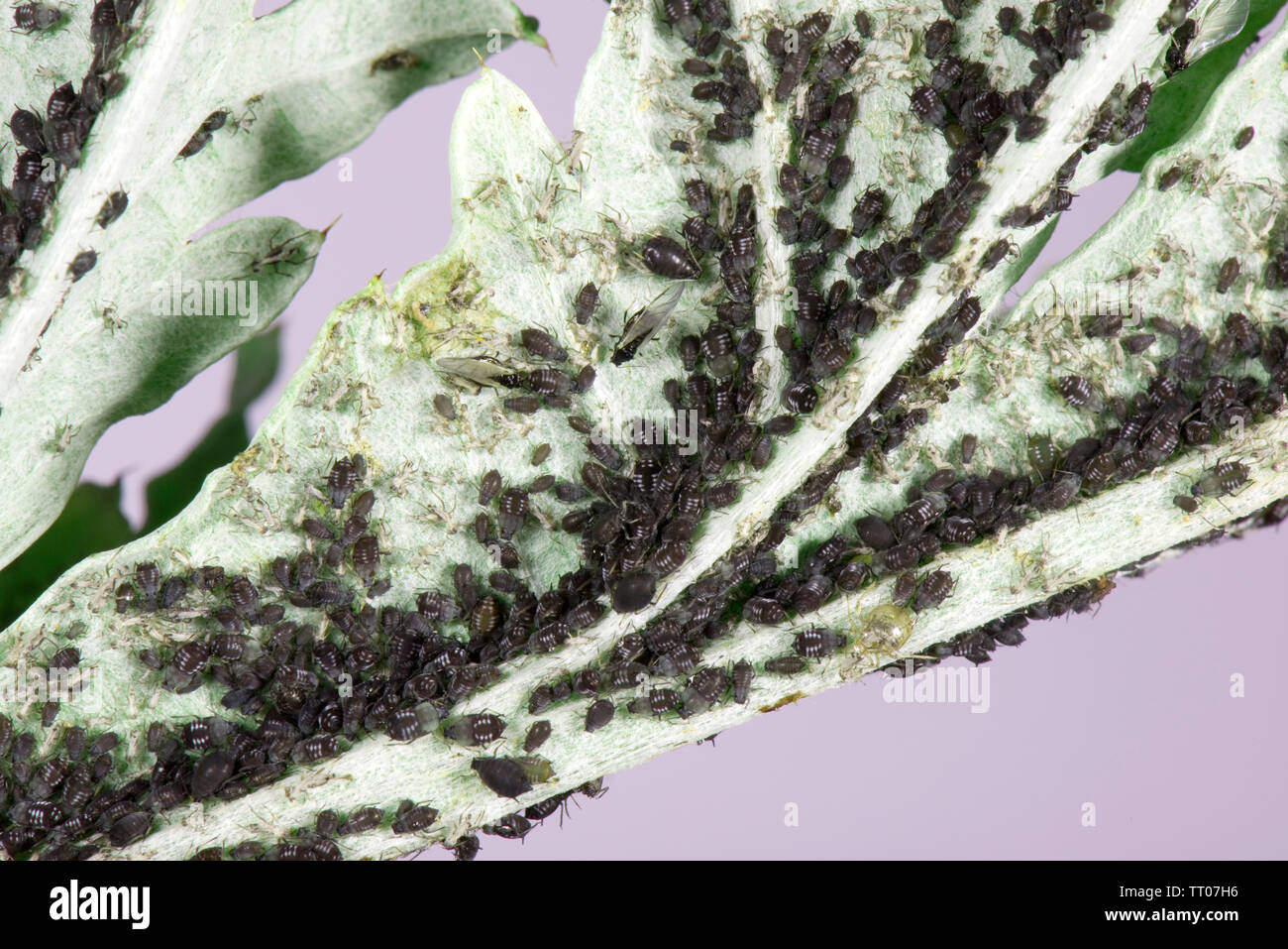 Fagioli neri, afide Aphis fabae, sul globo terrestre di foglie di carciofo infestazione di parassiti vari stadi e alates, Berkshire, Giugno Foto Stock