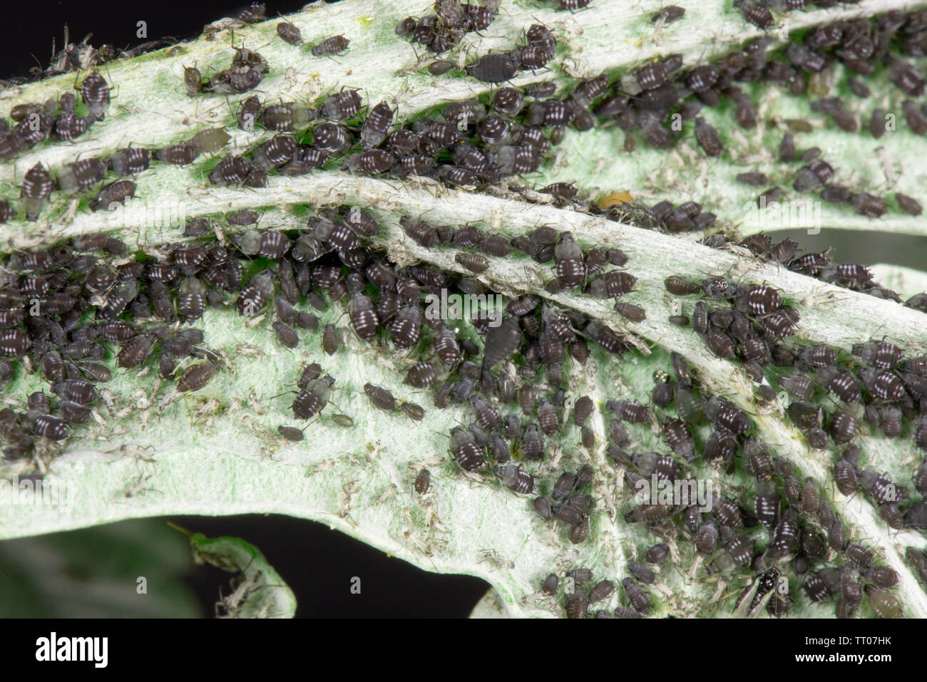 Fagioli neri, afide Aphis fabae, sul globo terrestre di foglie di carciofo infestazione di parassiti vari stadi e alates, Berkshire, Giugno Foto Stock