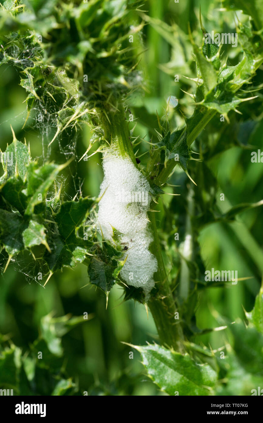 Il cuculo sputare su thistle Foto Stock
