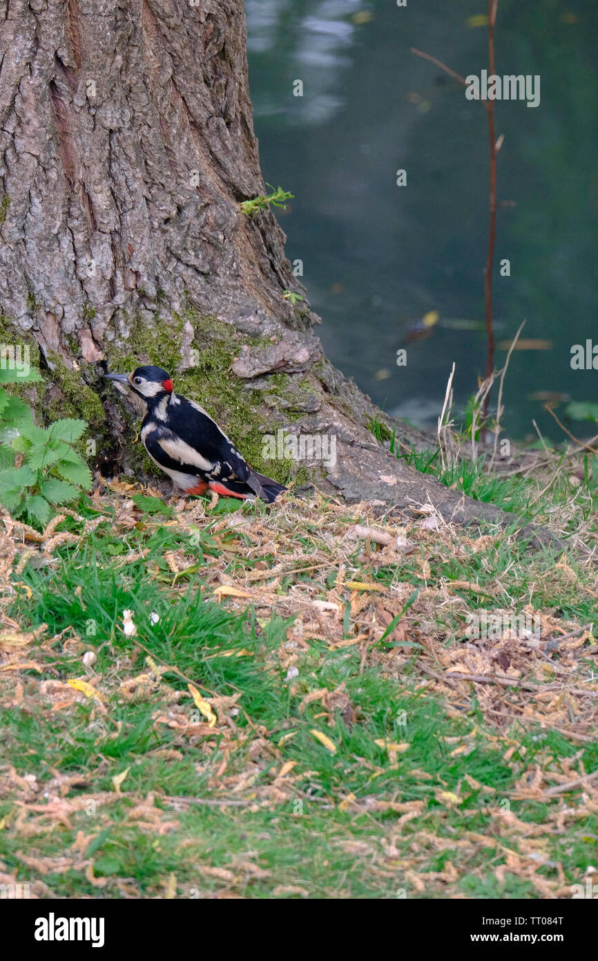 Felpham, West Sussex, Regno Unito. Maschio di Picchio rosso maggiore (Dendrocopos major) foraggio per gli insetti a base di salice piangente tree (Salix babylonica) Foto Stock