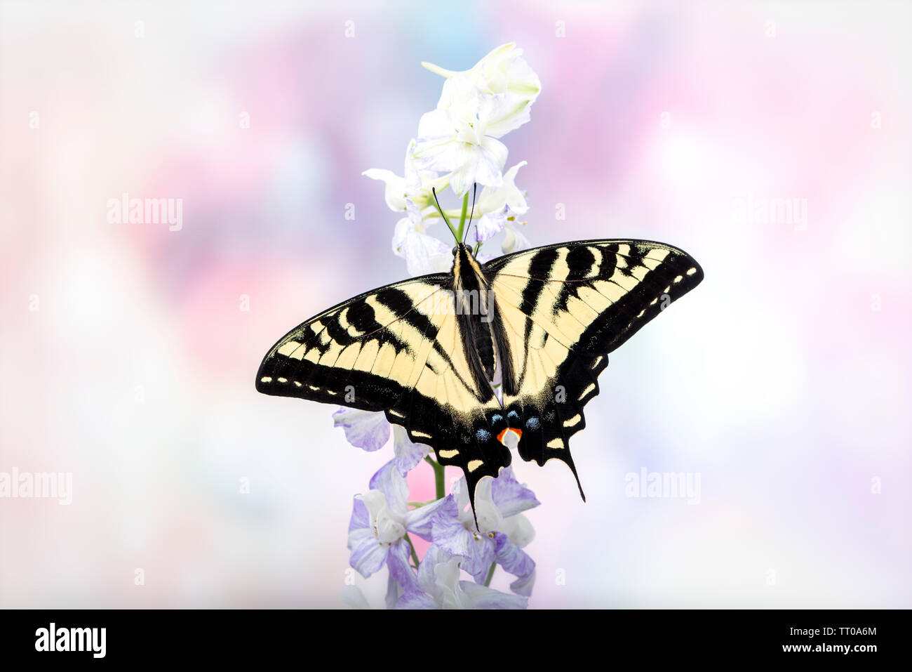 Un western tiger coda forcuta (Papilio rutulus) con ali stese aperto - su un morbido colore di sfondo Foto Stock