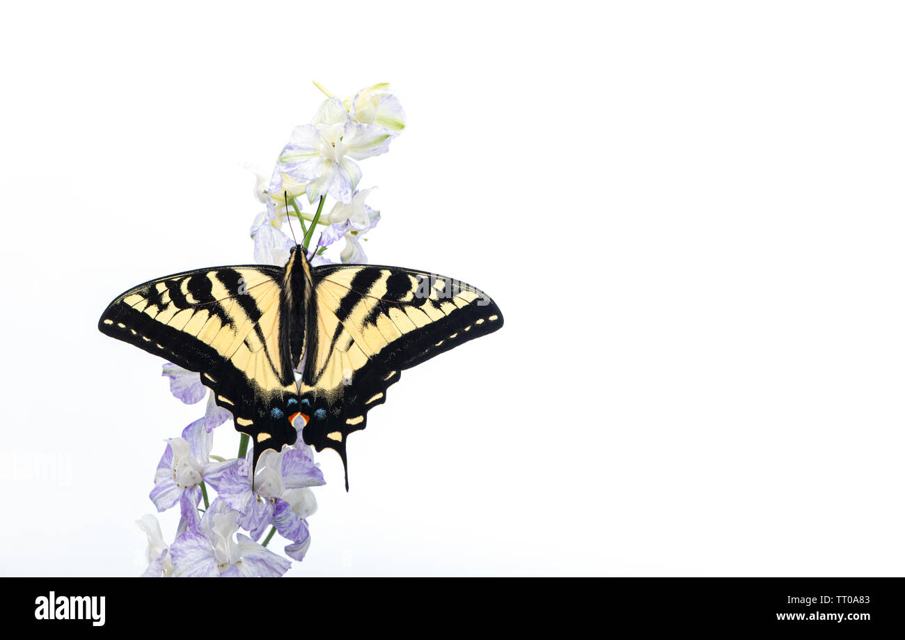 Un western tiger coda forcuta (Papilio rutulus) con ali stese aperto - su sfondo bianco Foto Stock