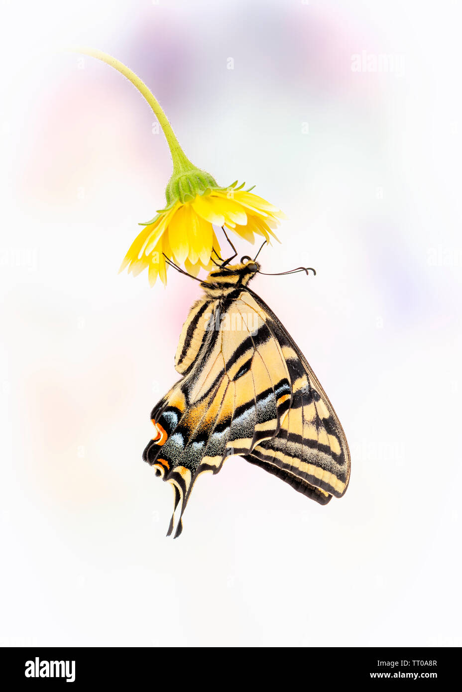 Un Western Tiger coda forcuta (Papilio rutulus) appesi da un fiore giallo - Vista laterale - su uno sfondo semplice Foto Stock