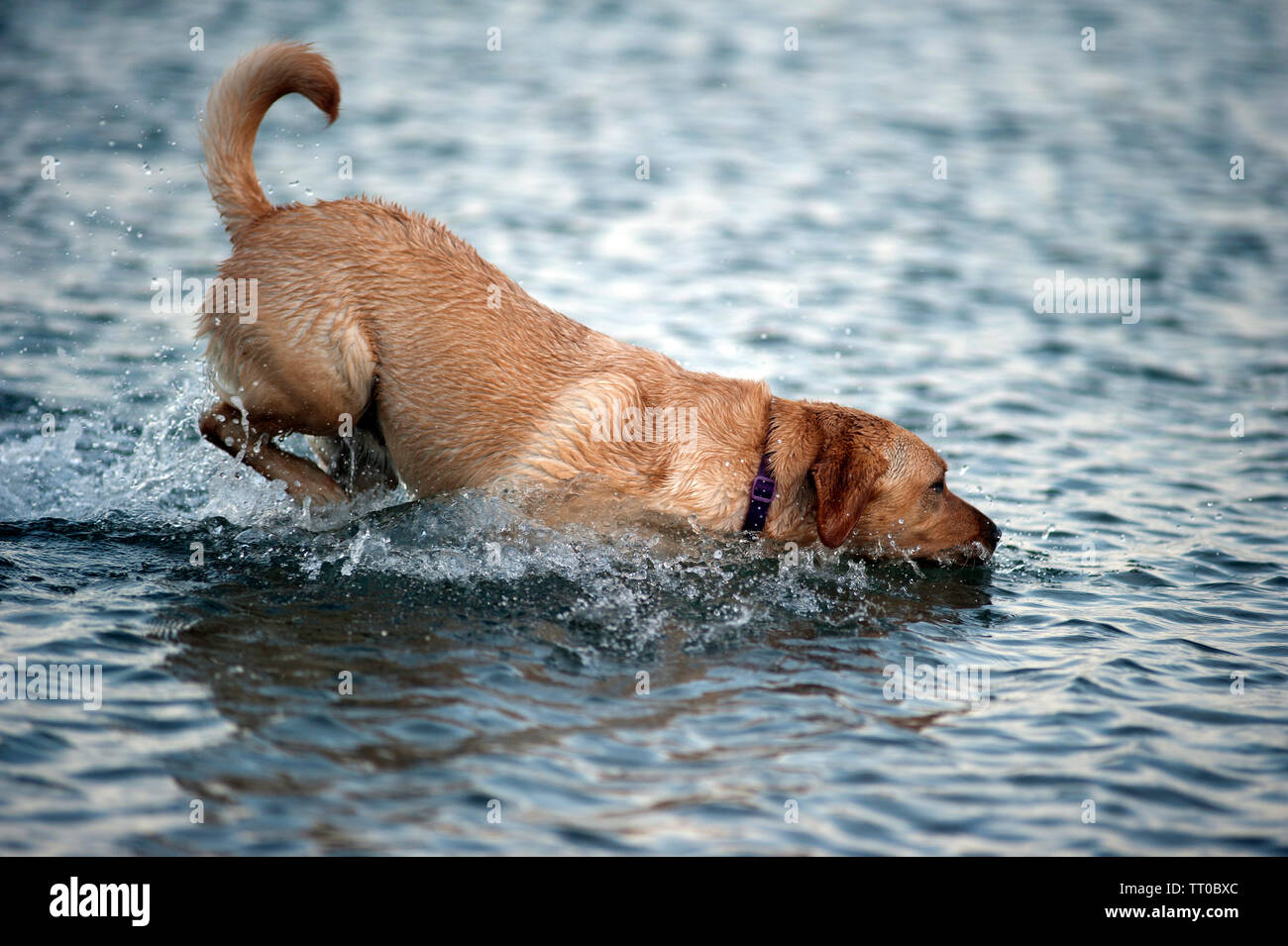 Cane giocando sulla spiaggia di cappella, la Porta Santa Maria, Isola di Man e Isole britanniche Foto Stock