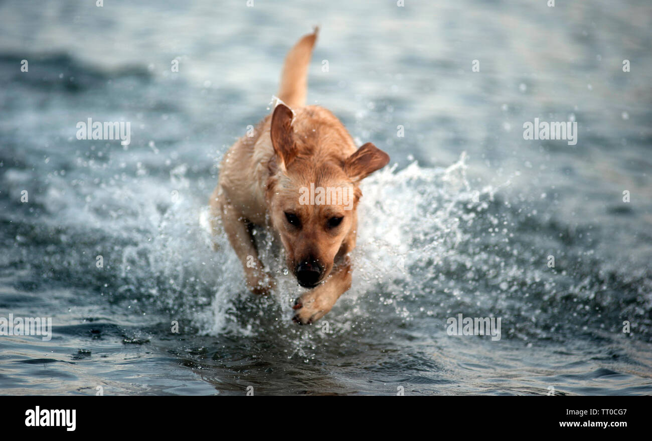 Cane giocando sulla spiaggia di cappella, la Porta Santa Maria, Isola di Man e Isole britanniche Foto Stock