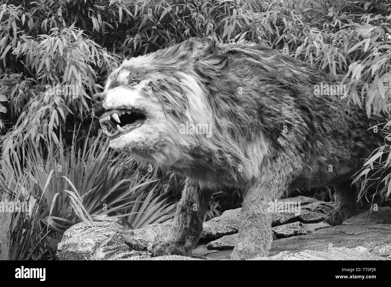 Temibili predatori di una prima mondiale per lo Zoo di Chester Foto Stock