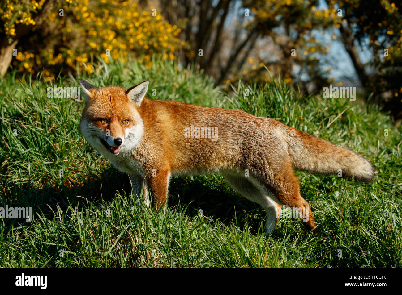 Rosso europeo volpe (Vulpes vulpes) Foto Stock