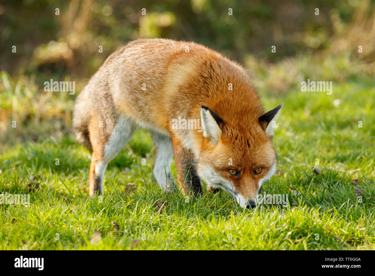 Rosso europeo volpe (Vulpes vulpes) Foto Stock