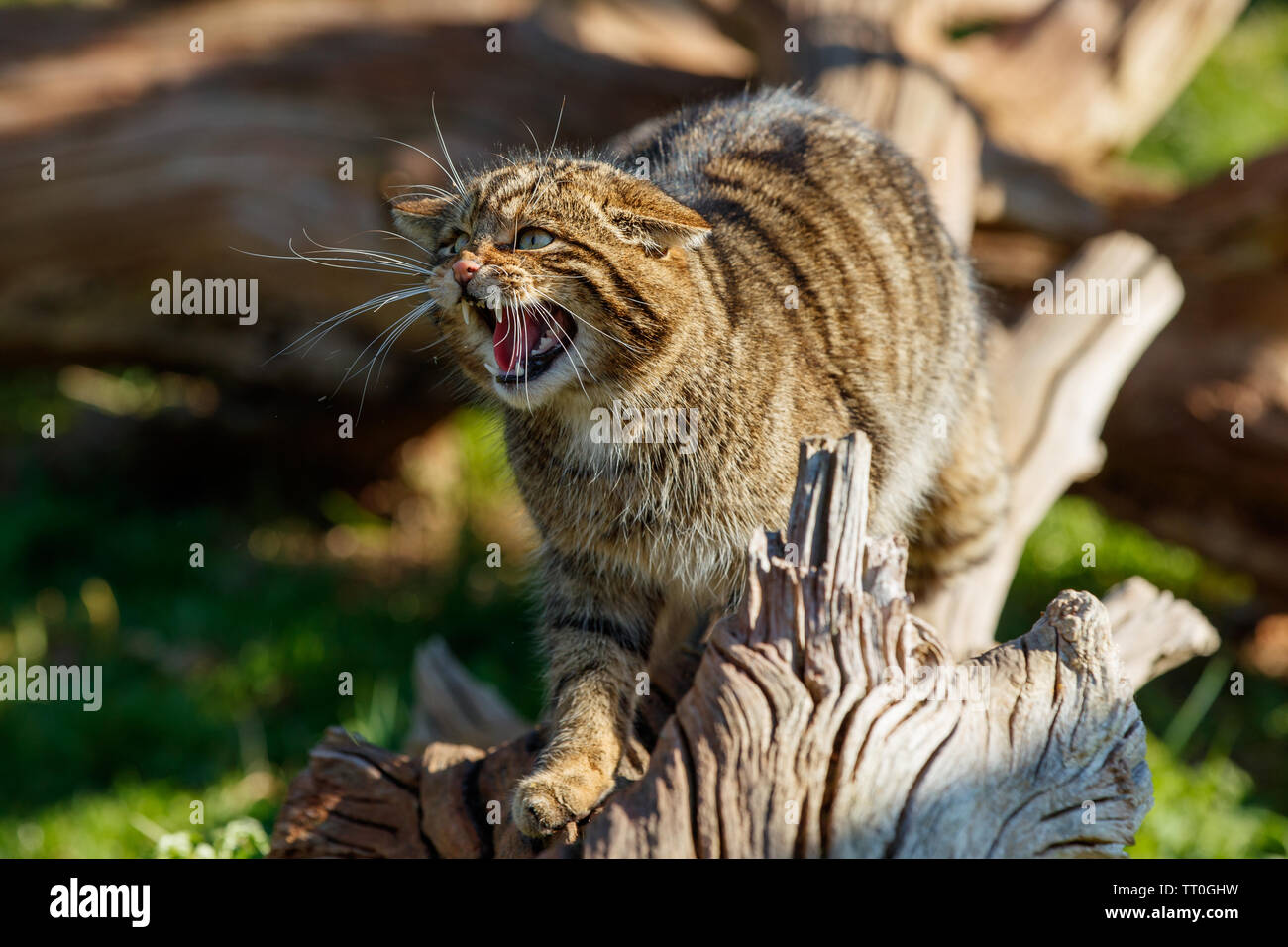 Scottish wildcat (Felis silvestris silvestris) Foto Stock
