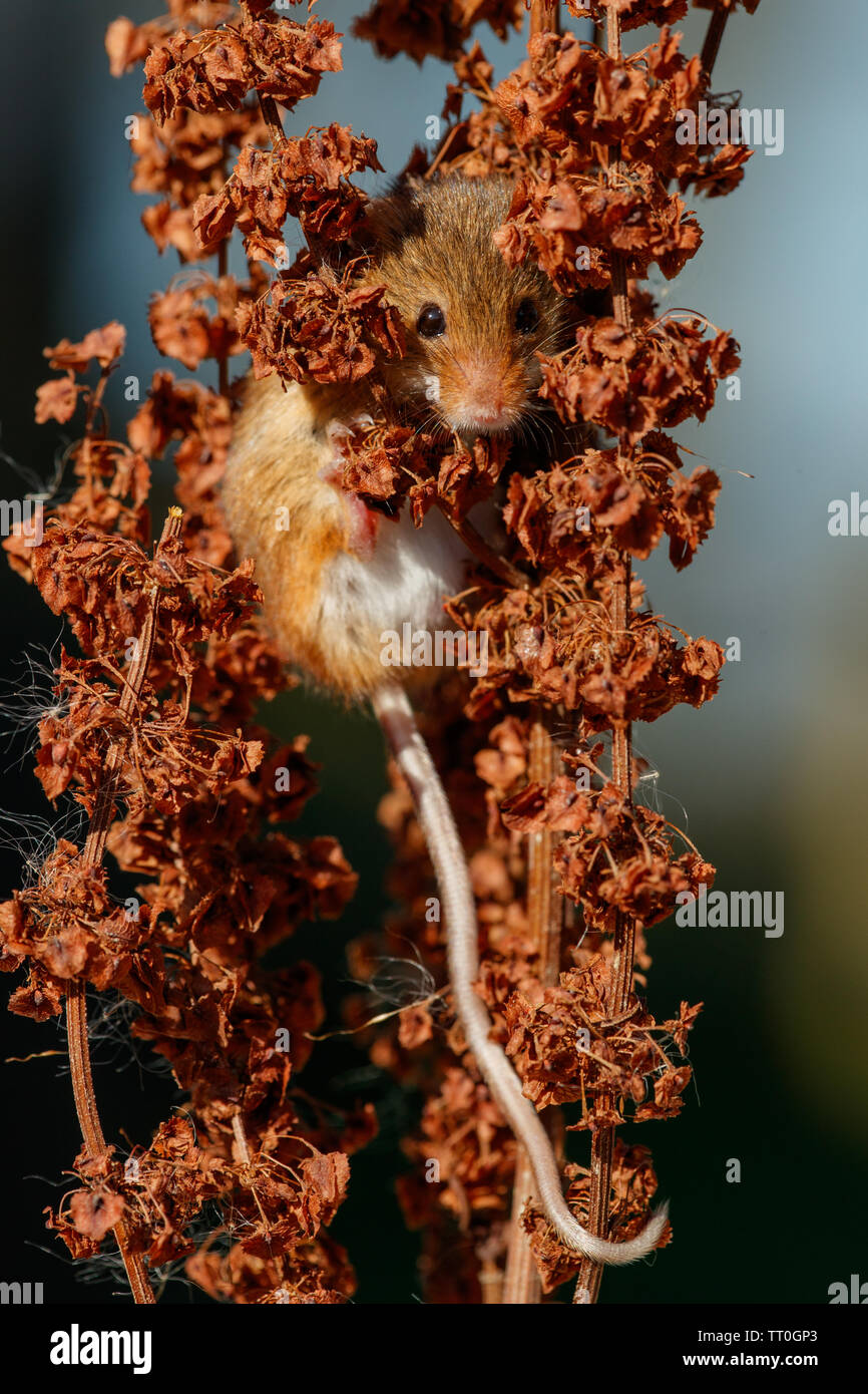 Il campo o il legno (Mouse Apodemus sylvaticus) Foto Stock