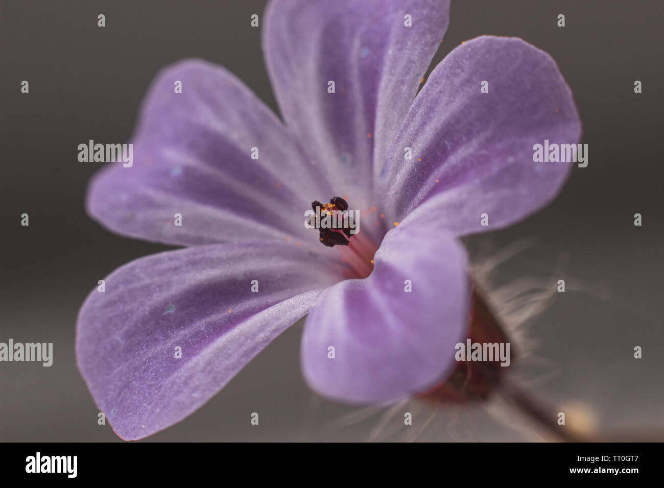 Fiori, bellissimo vicino a colpi di fiori con flash fotografia utilizzando canon a velocità luce e Canon 600D con 55-250mm lente con macro adottante. Foto Stock