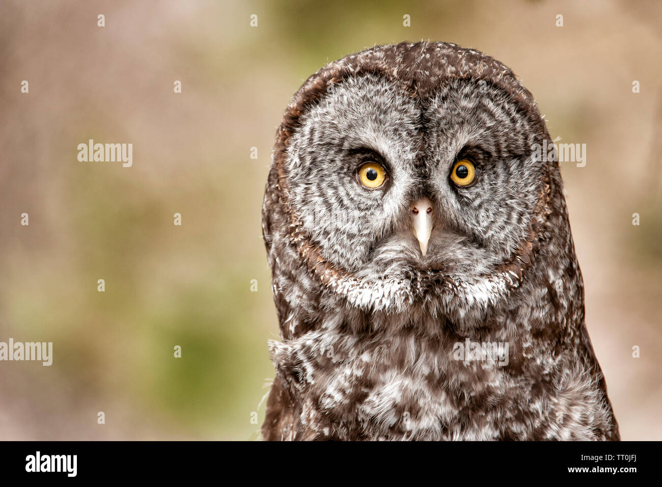 Nord America; Stati Uniti; Montana; fauna; uccelli predatori;; grande gufo grigio; Strix nebulosa Foto Stock