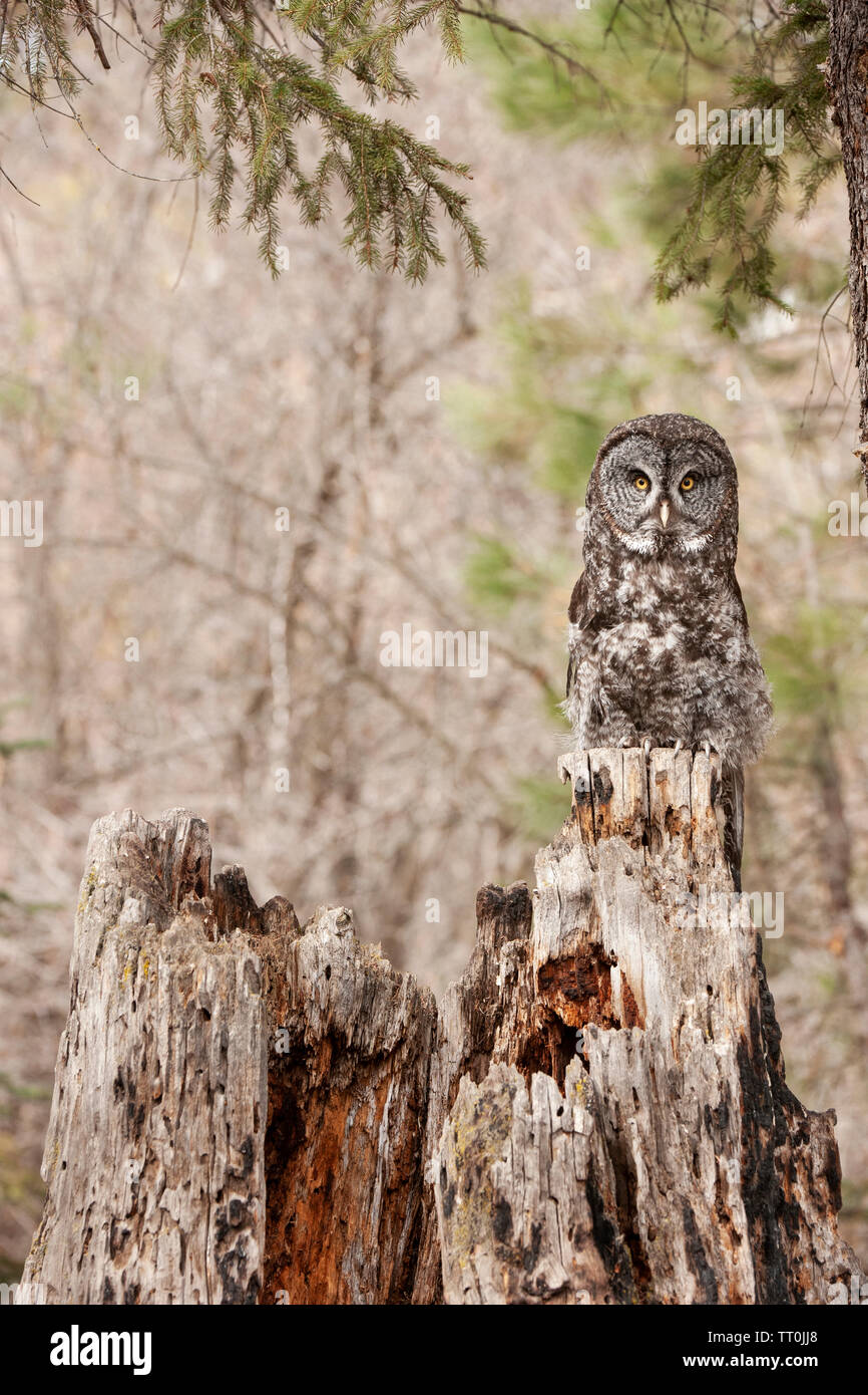 Nord America; Stati Uniti; Montana; fauna; uccelli predatori;; grande gufo grigio; Strix nebulosa Foto Stock