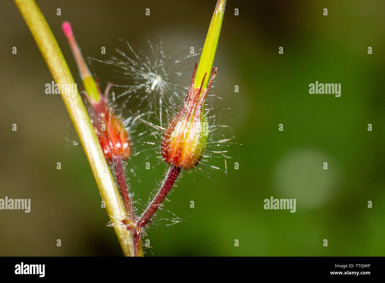 Fiori, bellissimo vicino a colpi di fiori con flash fotografia utilizzando canon a velocità luce e Canon 600D con 55-250mm lente con macro adottante. Foto Stock