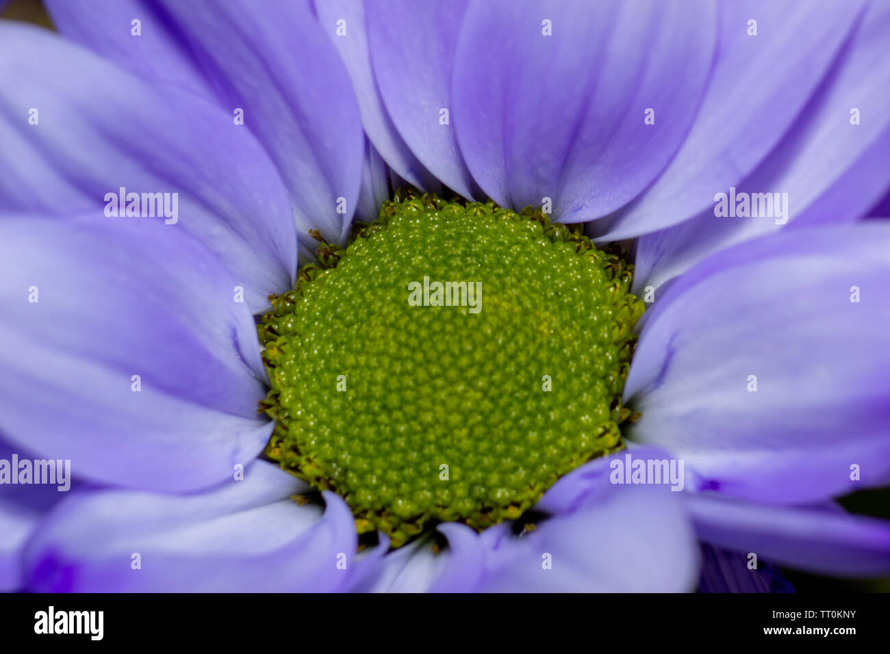 Fiori, bellissimo vicino a colpi di fiori con flash fotografia utilizzando canon a velocità luce e Canon 600D con 55-250mm lente con macro adottante. Foto Stock