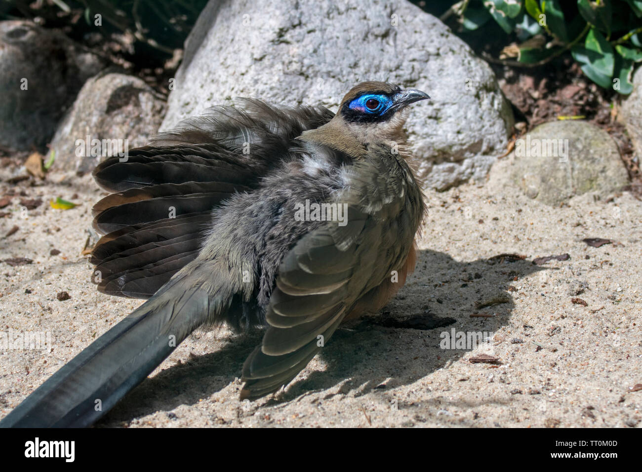 Coua gigante (Coua gigas) prendere il sole con arruffare fino piume e ali aperte, nativo del Madagascar, Africa Foto Stock