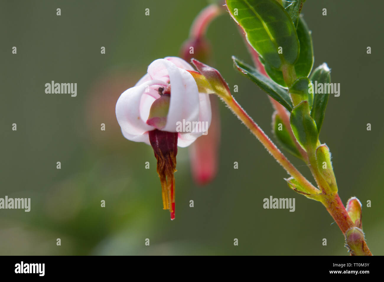 Close-up di leggermente il fiore rosa di un mirtillo americano, Vaccinium macrocarpon Foto Stock