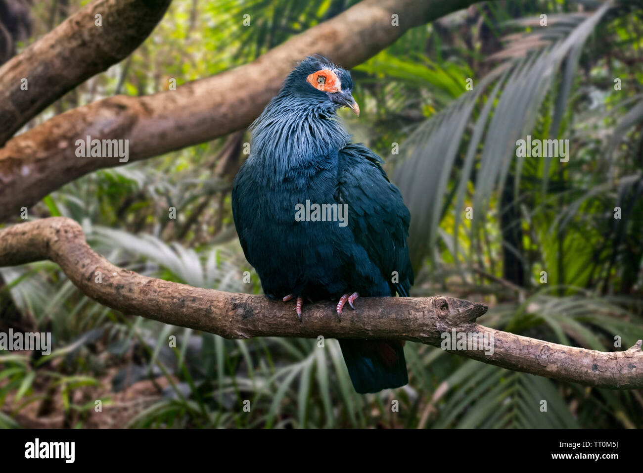 Madagascan piccione blu / Madagascar blu-piccione (Alectroenas madagascariensis) arroccato nella struttura ad albero, nativo a nord e a est del Madagascar, Africa Foto Stock