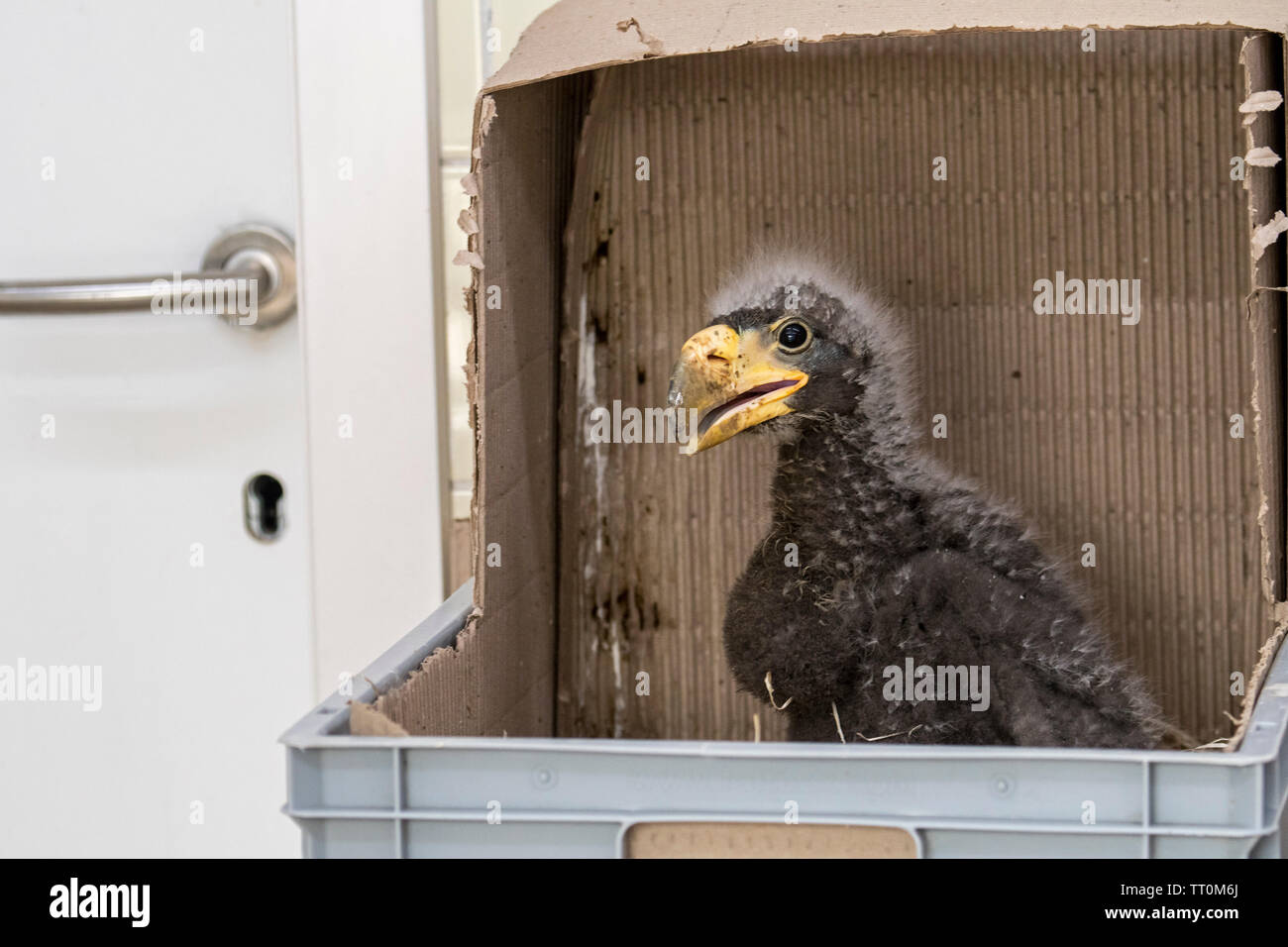Un mese Steller's sea eagle (Haliaeetus pelagicus) di ceci in scatola di plastica, tratteggiati in cattività in zoo Foto Stock