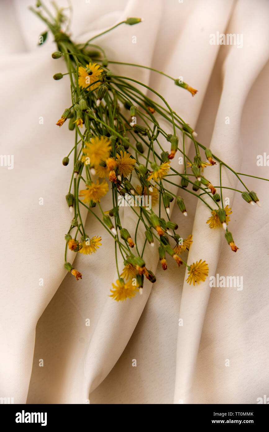 Tarassaco piccolo bouquet di fiori su sfondo di stoffa Foto Stock