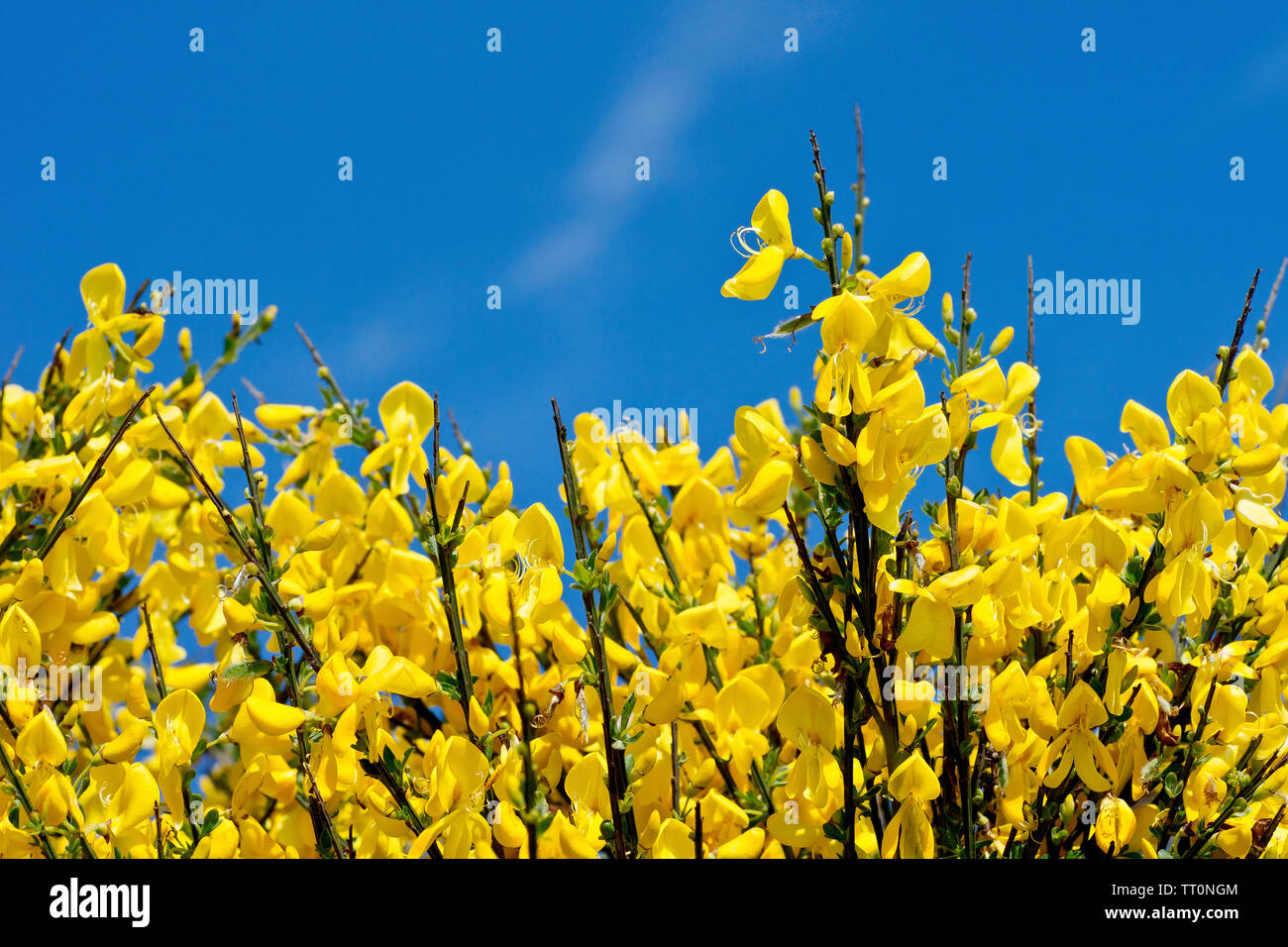 Arbusto di fiori gialli selvatici, immagine ravvicinata del fiore  primaverile Foto stock - Alamy