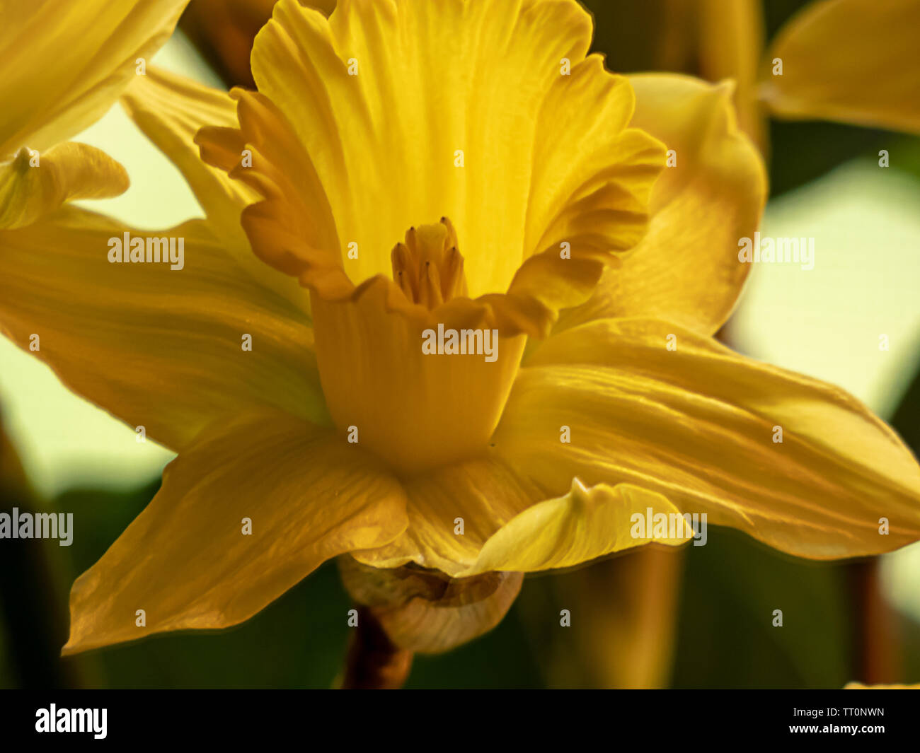 Close up di un unico colore giallo brillante daffodil in piena fioritura durante la primavera Foto Stock