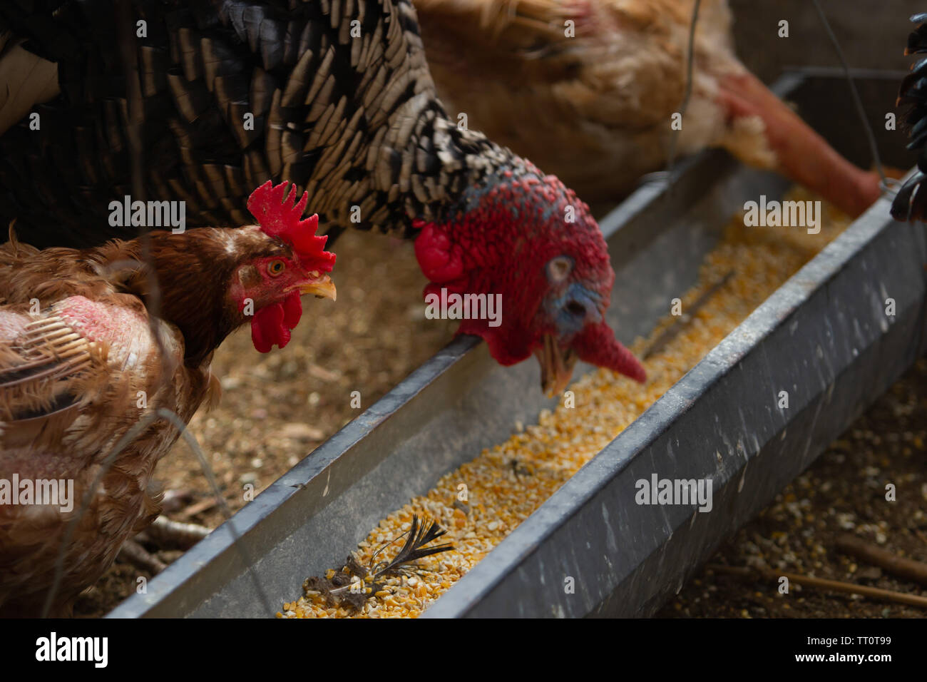 Una gallina, pollo e una Turchia mangiare insieme i grani di mais, il concetto di diversità, il concetto di tolleranza Foto Stock