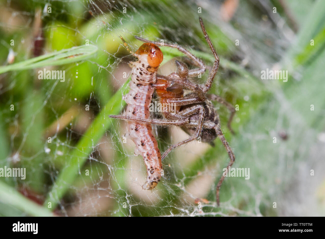 Imbuto-web spider, Agelena labyrinthica, catturato un bruco nel suo web Foto Stock
